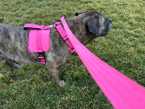 Customer photo review of Matching Pink 6' Bully Proof Leash