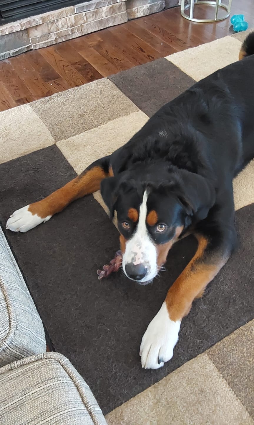 Customer photo review of 6 Inch Jumbo Bully Stick