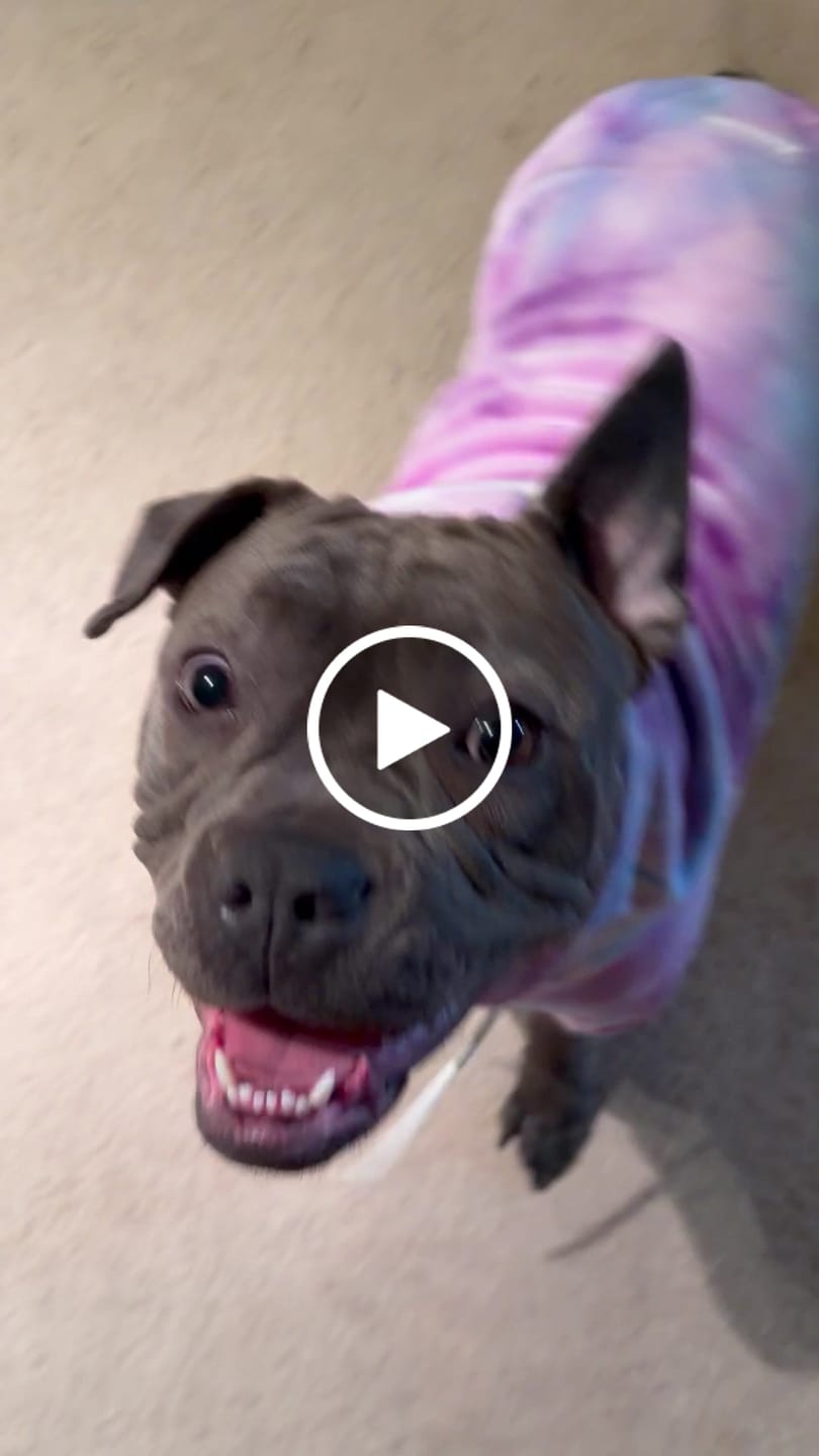 Customer video review of Velvet Dog Hoodie - 90s Retro
