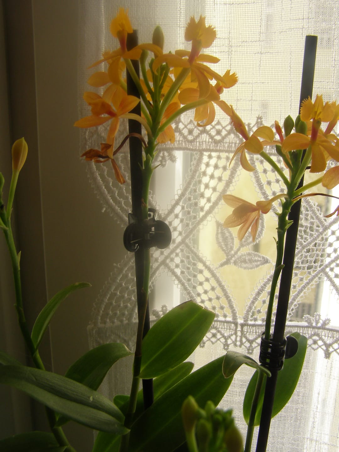 Customer photo review of Epidendrum Nordic Fire Dauerblüher mit orange-gelben Blüten und 2+ Rispen