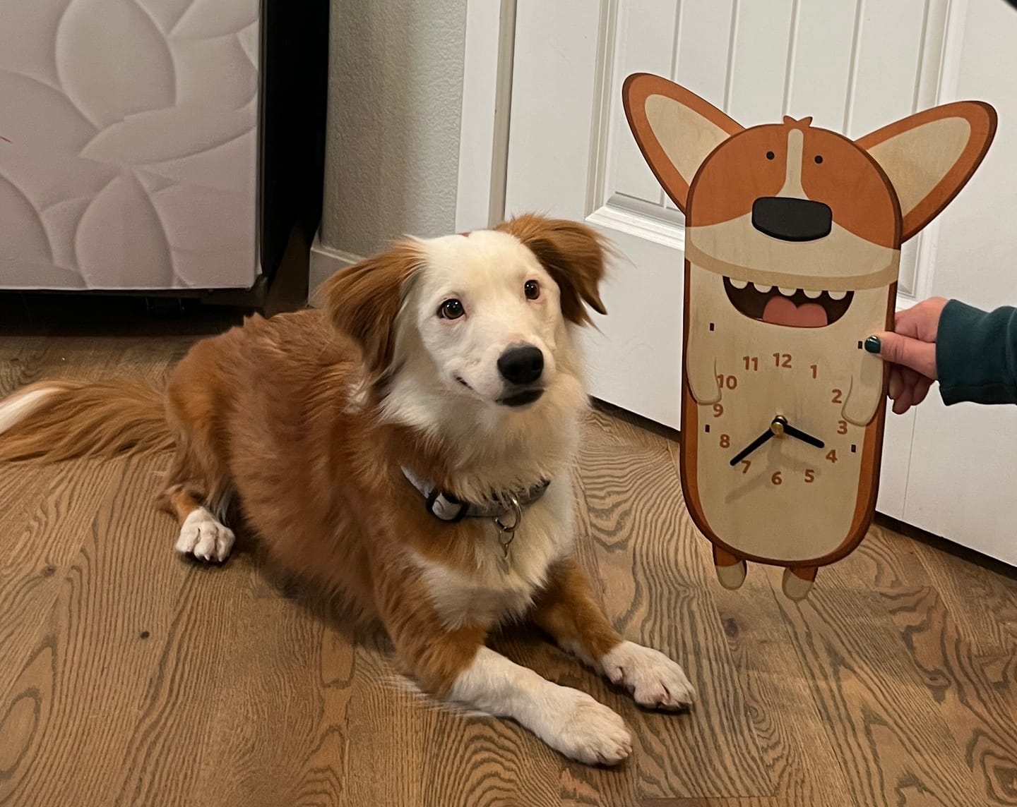 Customer photo review of Butters the Corgi Pendulum Clock