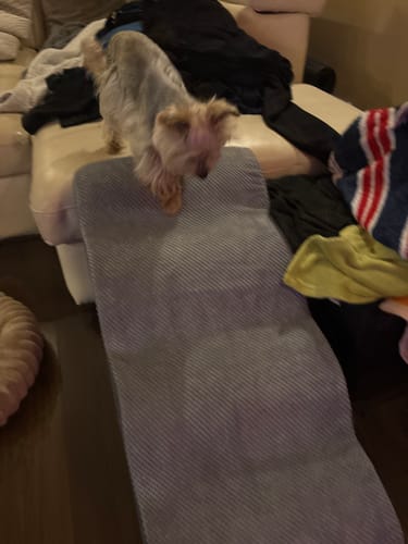 Customer photo review of FurStairs Gerinckímélő Kutyalépcső Rámpa Kialakítással – Ágyra és Kanapéra Ugrás Nélkül