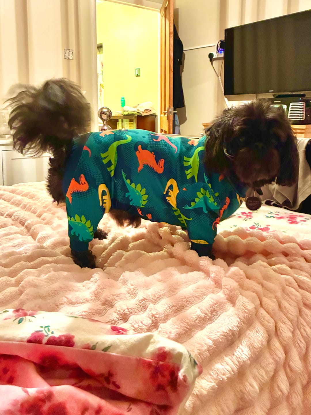 Customer photo review of Dog Pajama - Dinosaurs