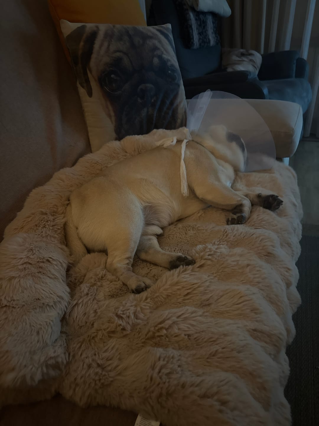 Customer photo review of Calming Fluffy Couch Cover Dog Beds