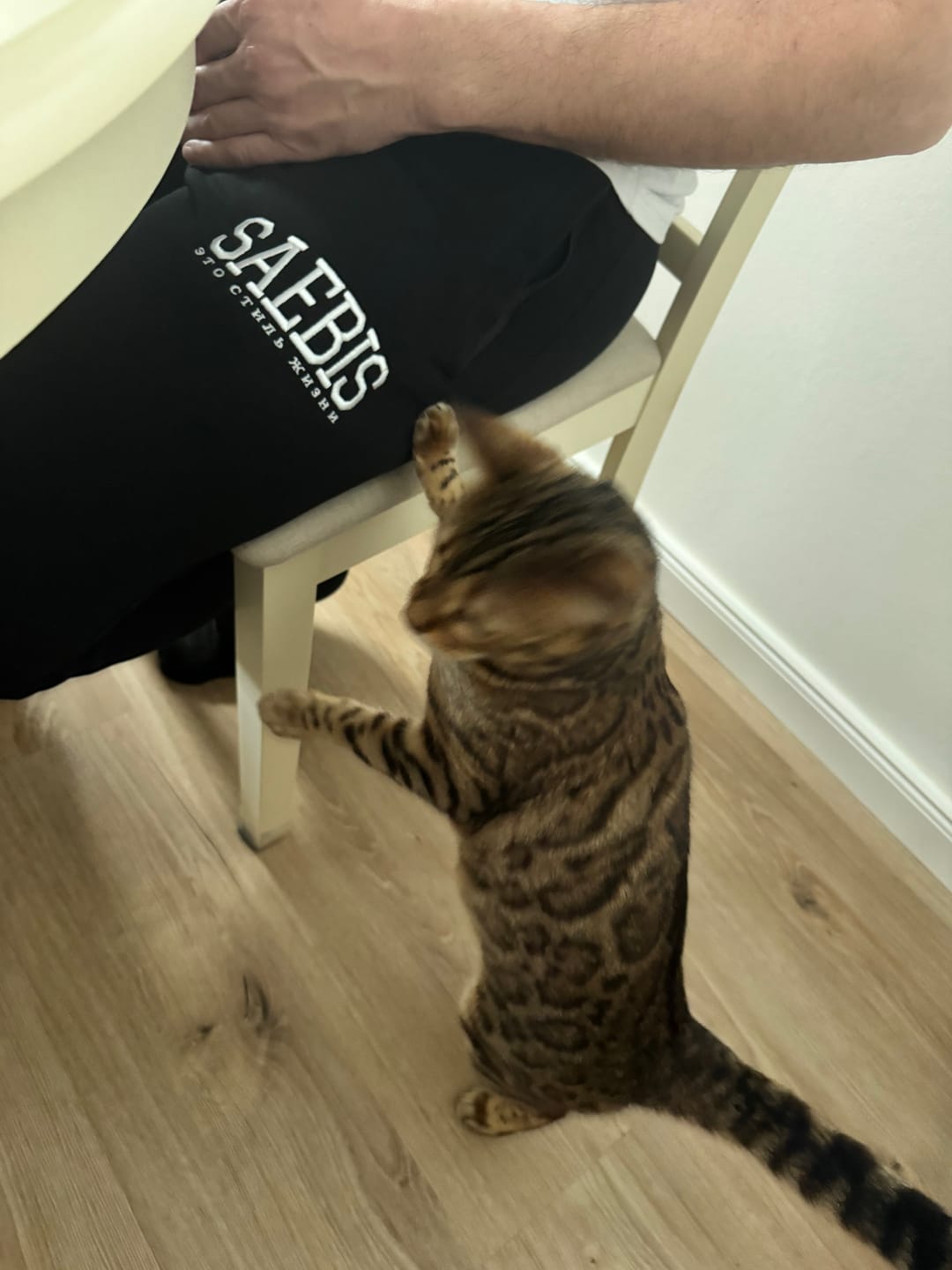 Customer photo review of Lifestyle Herren Jogginghose schwarz mit Stickerei by SAEBIS®