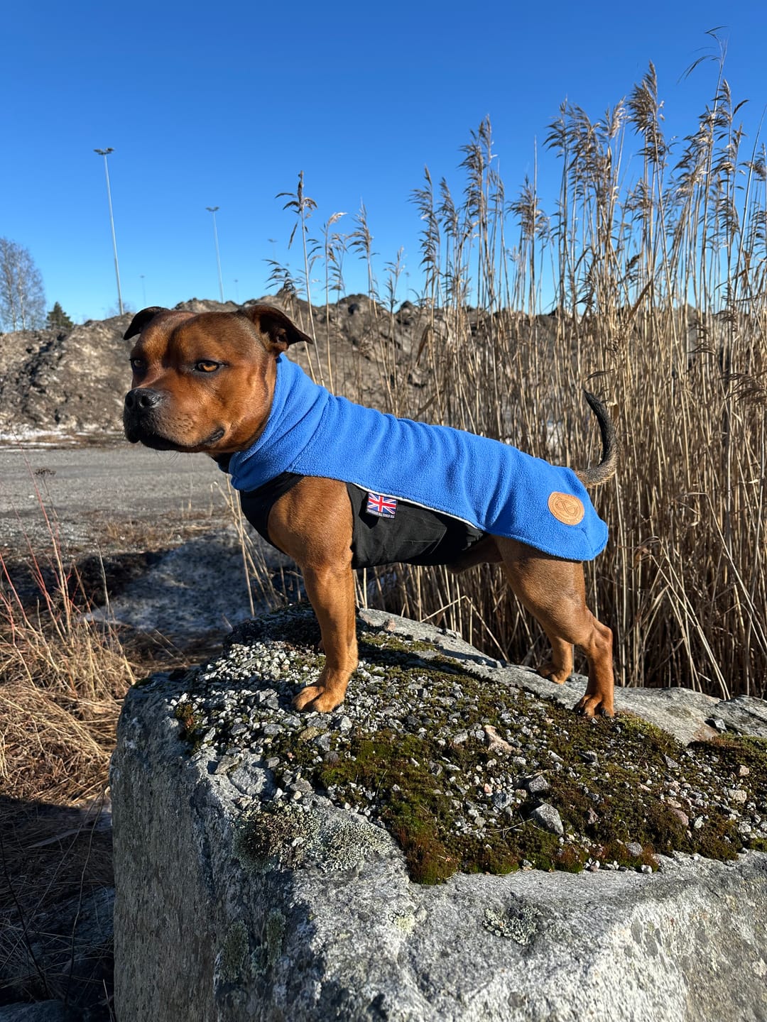 Customer photo review of Staffordshire Bull Terrier 1935® Fleece Coat - Royal Blue