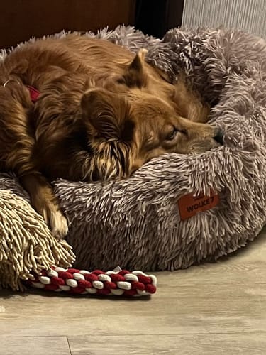 Customer photo review of Puppery Hundebett Wolke 7 - Das Original