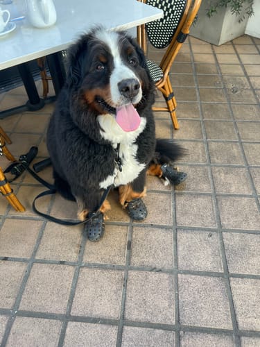 Customer photo review of WagWellies® Mojave