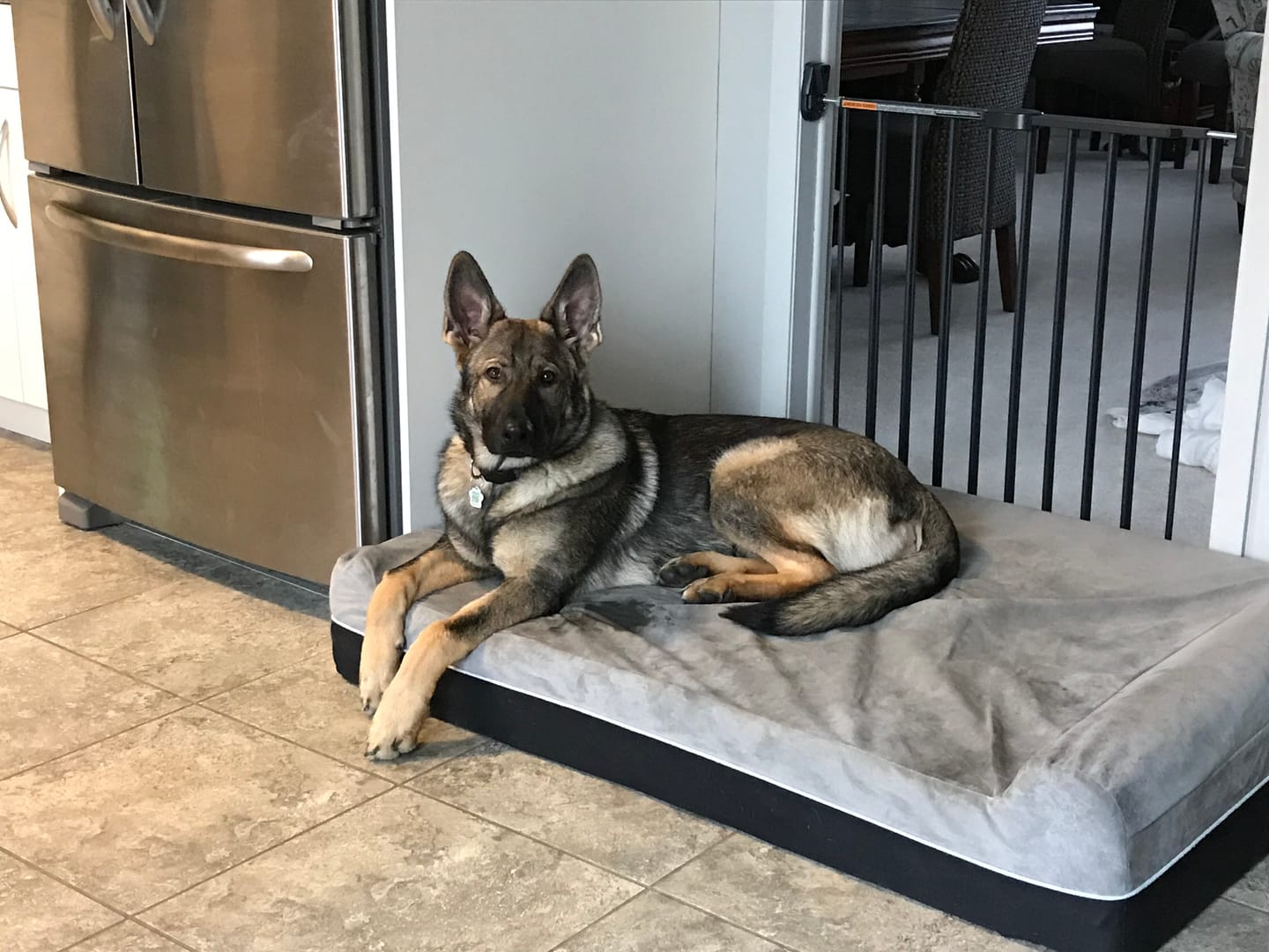 Customer photo review of 6 Inch Jumbo Bully Stick