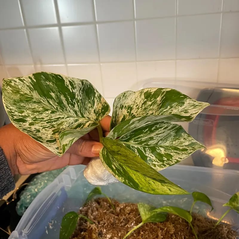Customer photo review of RARE Marble Pothos Cuttings - Gorgeous Variegated Indoor easy care house plant, Marble Pothos, White and Green variegation propagation plant