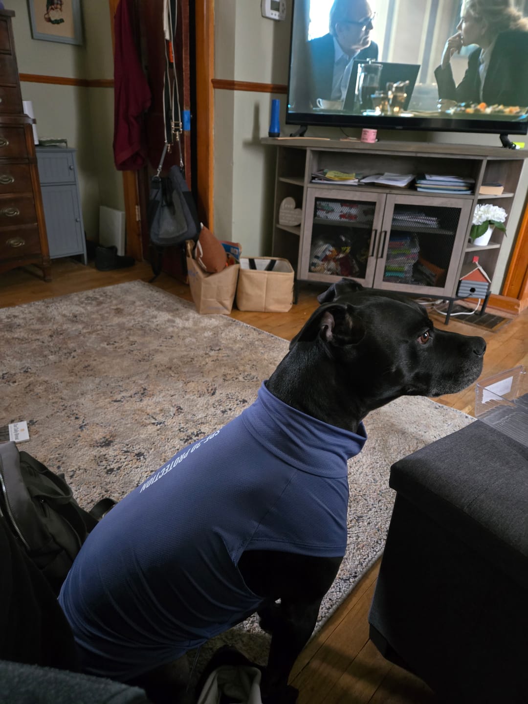 Customer photo review of Sunblock Dog T-Shirt - Dark Grey