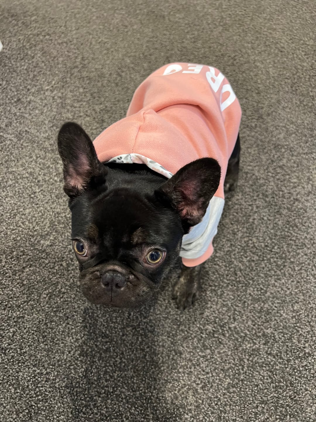 Customer photo review of Hoodie - Build a Hoodie