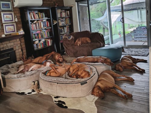 Customer photo review of Medium Rebound Foam Mattress Dog Bed - Interior/Outdoor