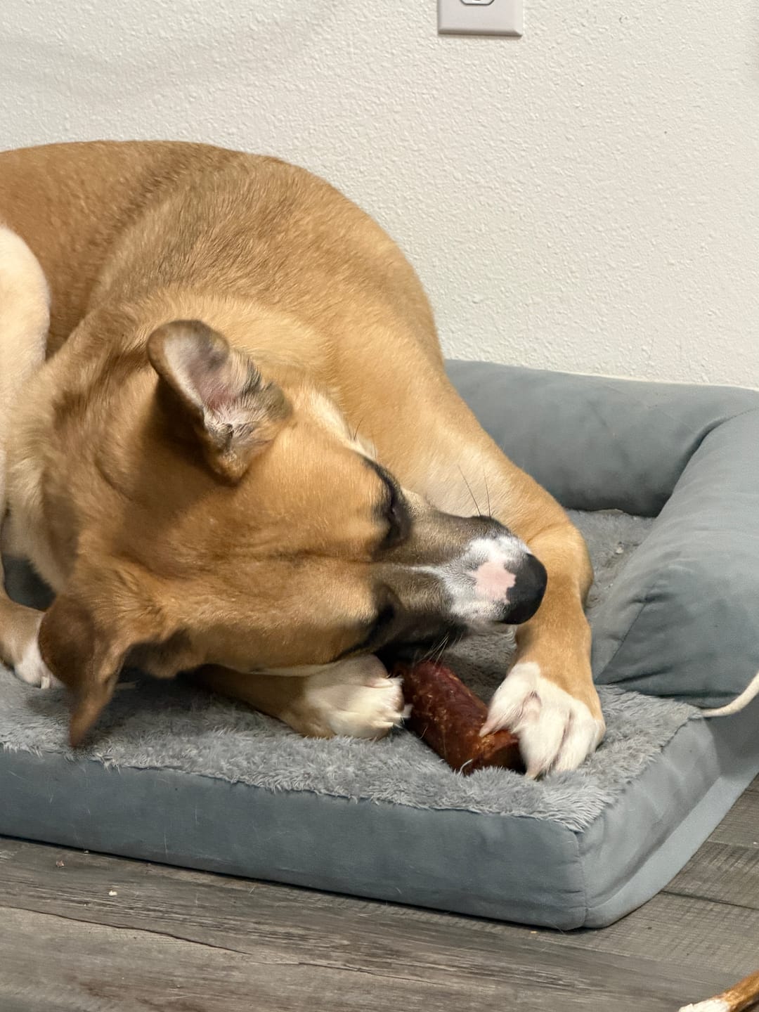 Customer photo review of Large Dog Black Friday Bundle (Your 12oz Jerky+2 Large Bones+12" Hick. Bully)