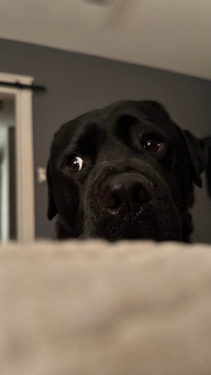 Customer photo review of Blueberry Himalayan Yak Chew (MEDIUM)