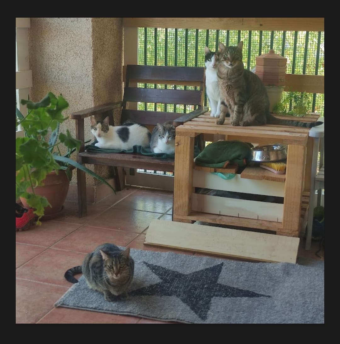 Customer photo review of Cat Adult
