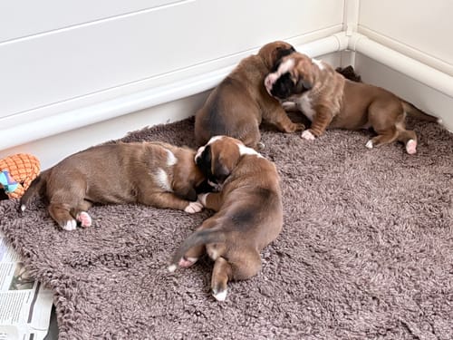Anmelderens hundehvalpe sover og leger sammen på det brune Active Canis Vetbed.