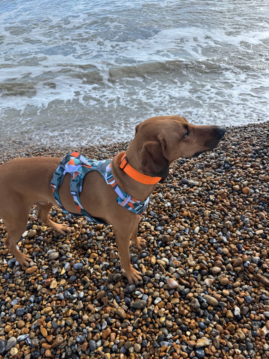 Customer photo review of Scramble Harness