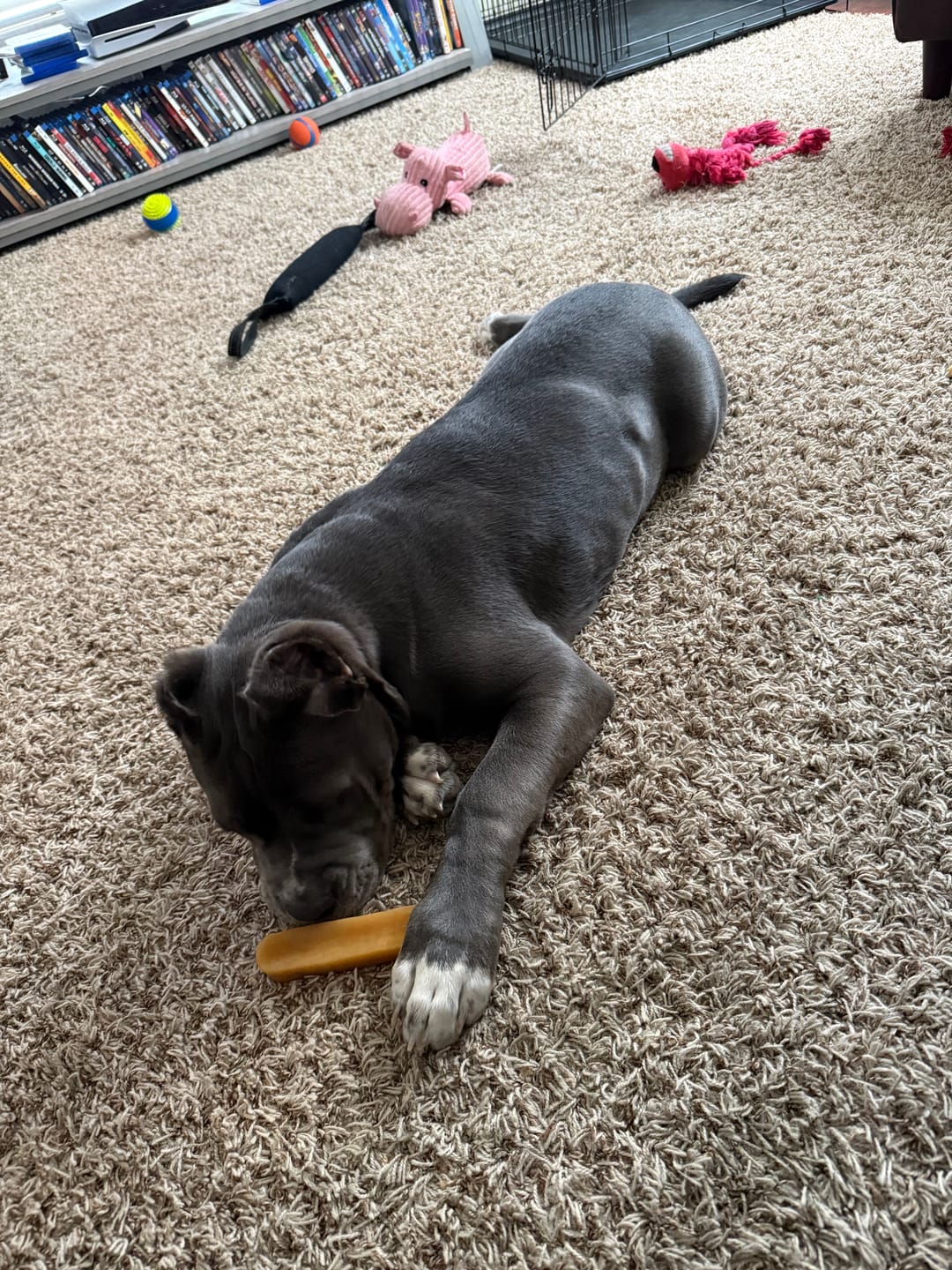 Customer photo review of Himalayan Yak Cheese Chew Dog Treat