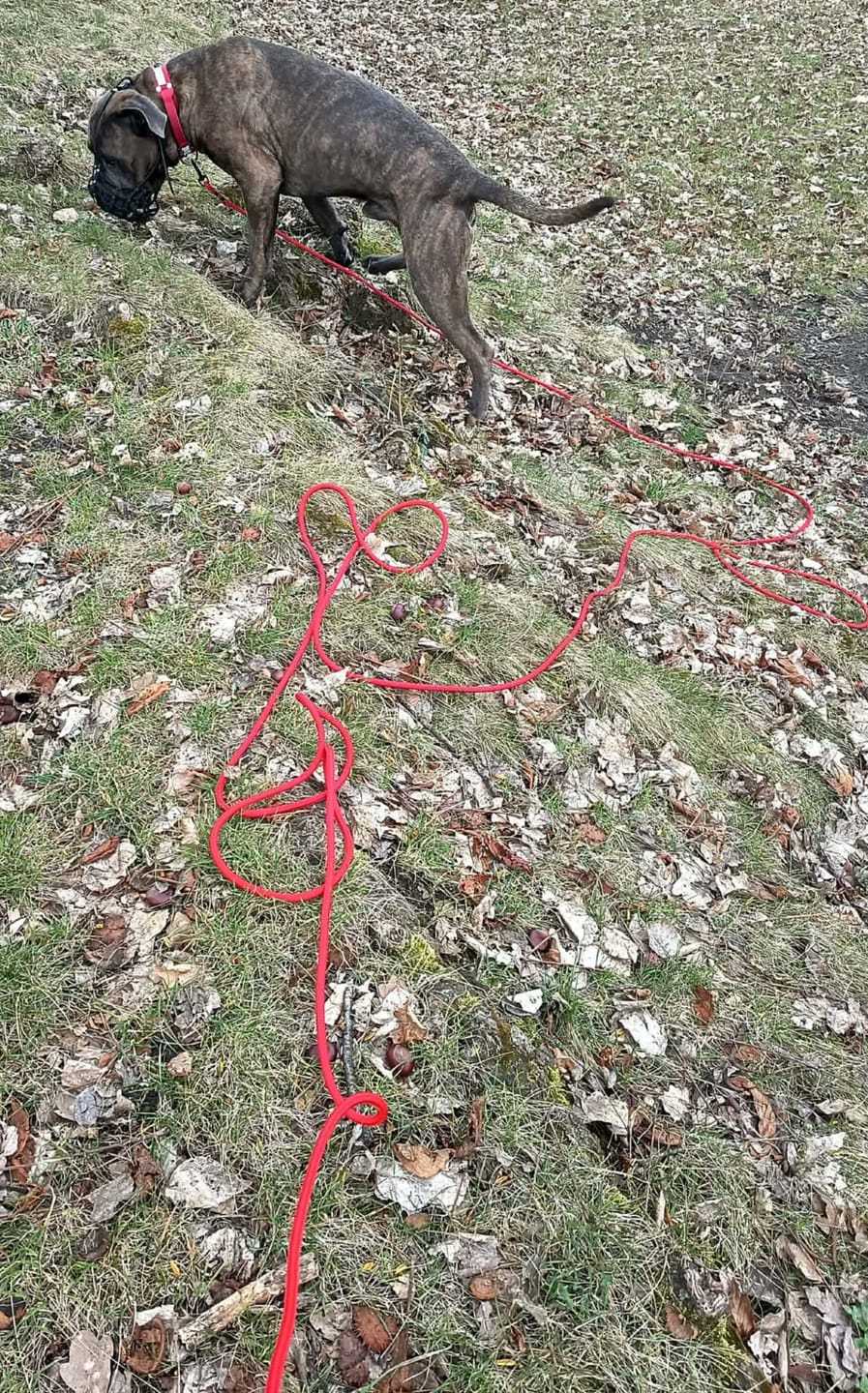 Customer photo review of Smycz linowa "Poppy Red" - czarne okucia