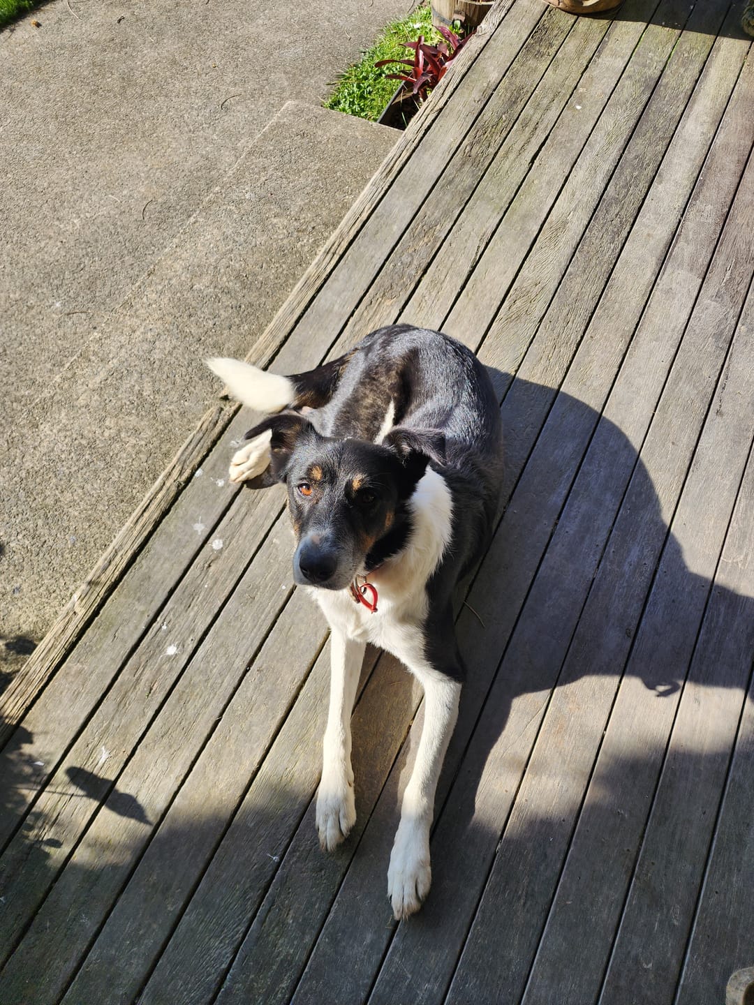 Customer photo review of ADVOCATE for Extra Large Dogs >25kg