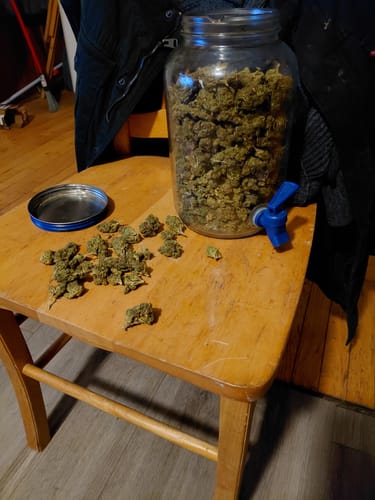 Customer photo review of Cheap THCA Flower Pound (450g)