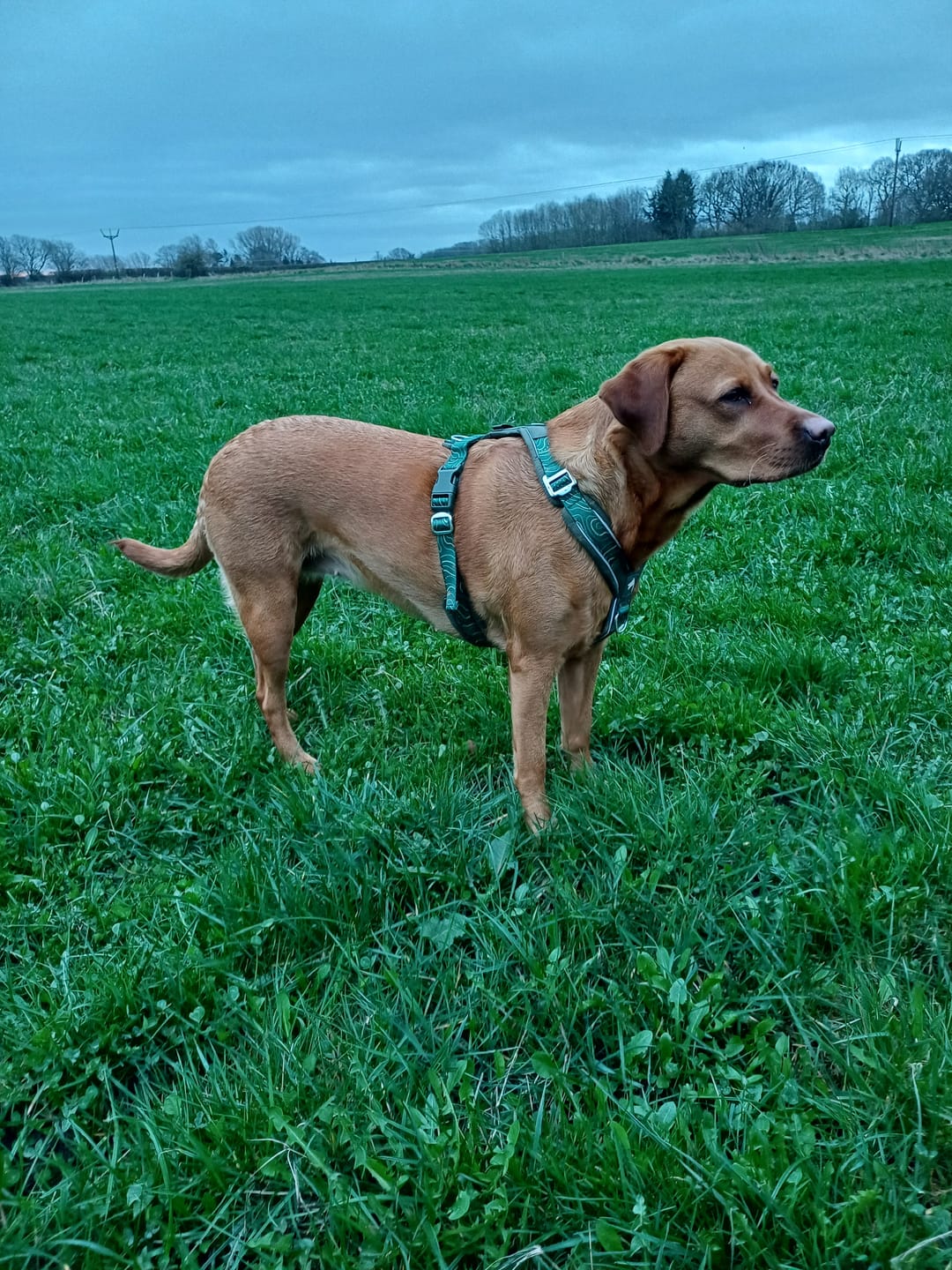 Customer photo review of Apex® Harness