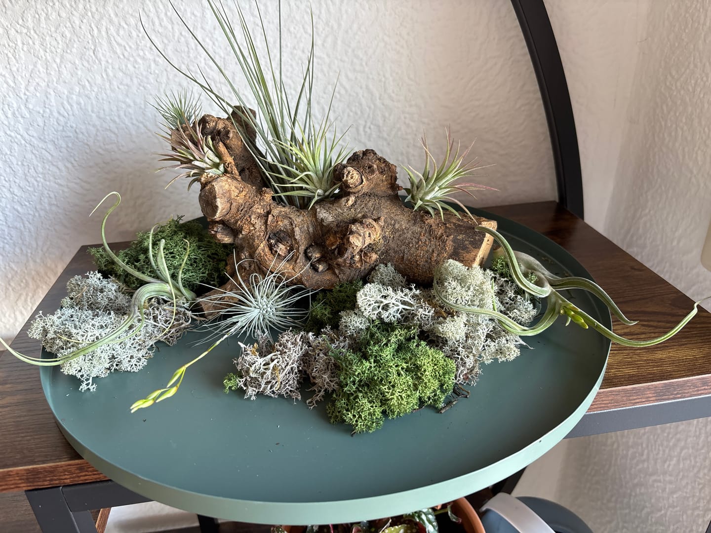 Customer photo review of Tillandsia ionantha
