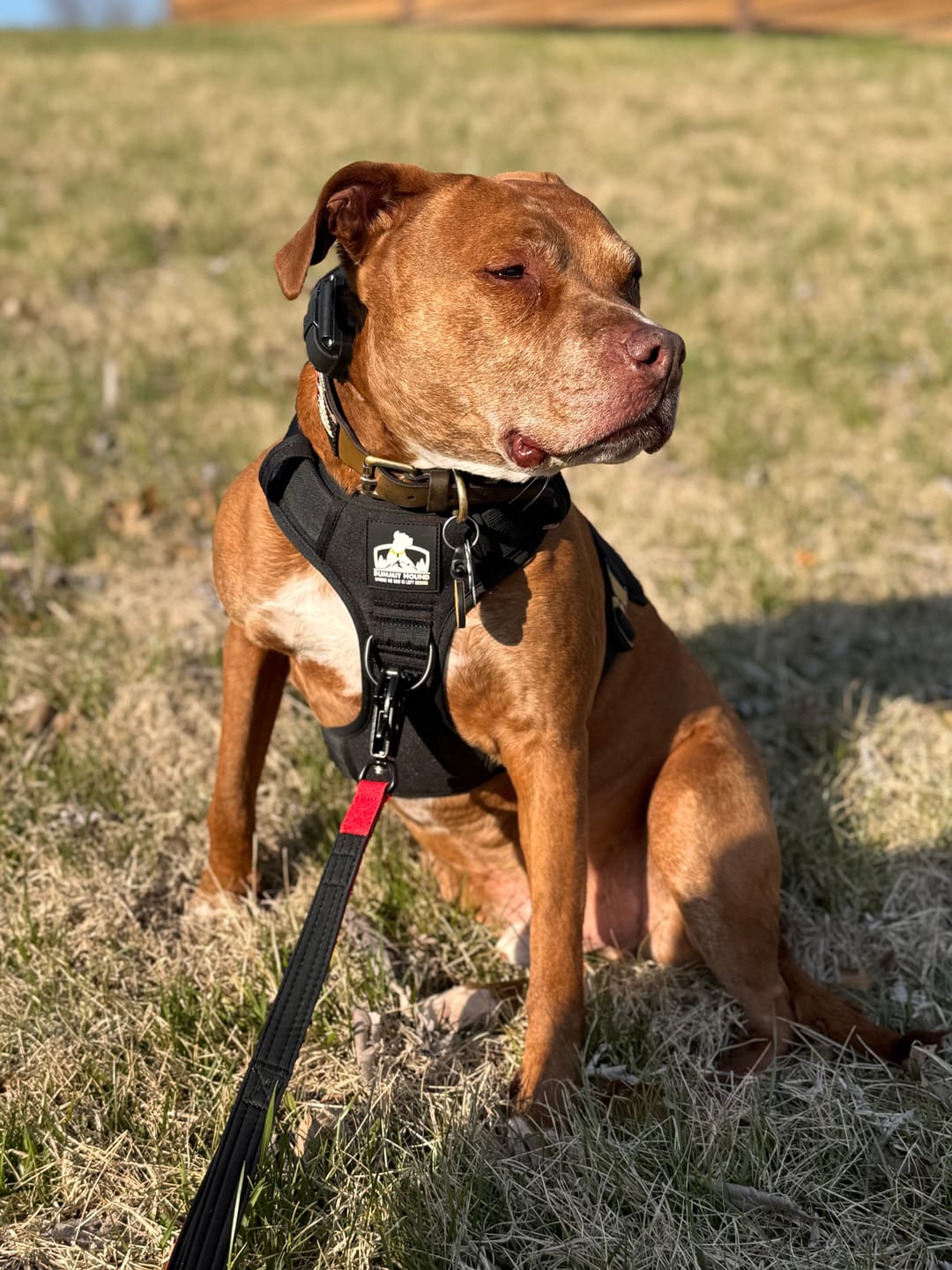 Customer photo review of Matching Red 6' Bully Proof Leash