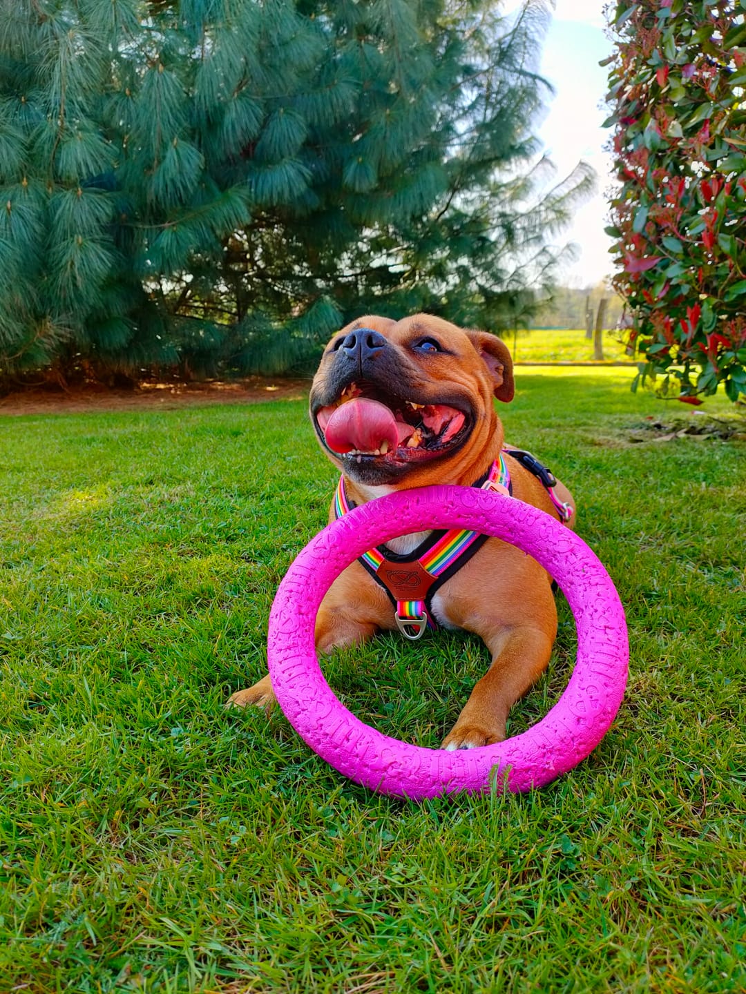Customer photo review of Staffordshire Bull Terrier 1935® Pull Ring - Pink - 1pc