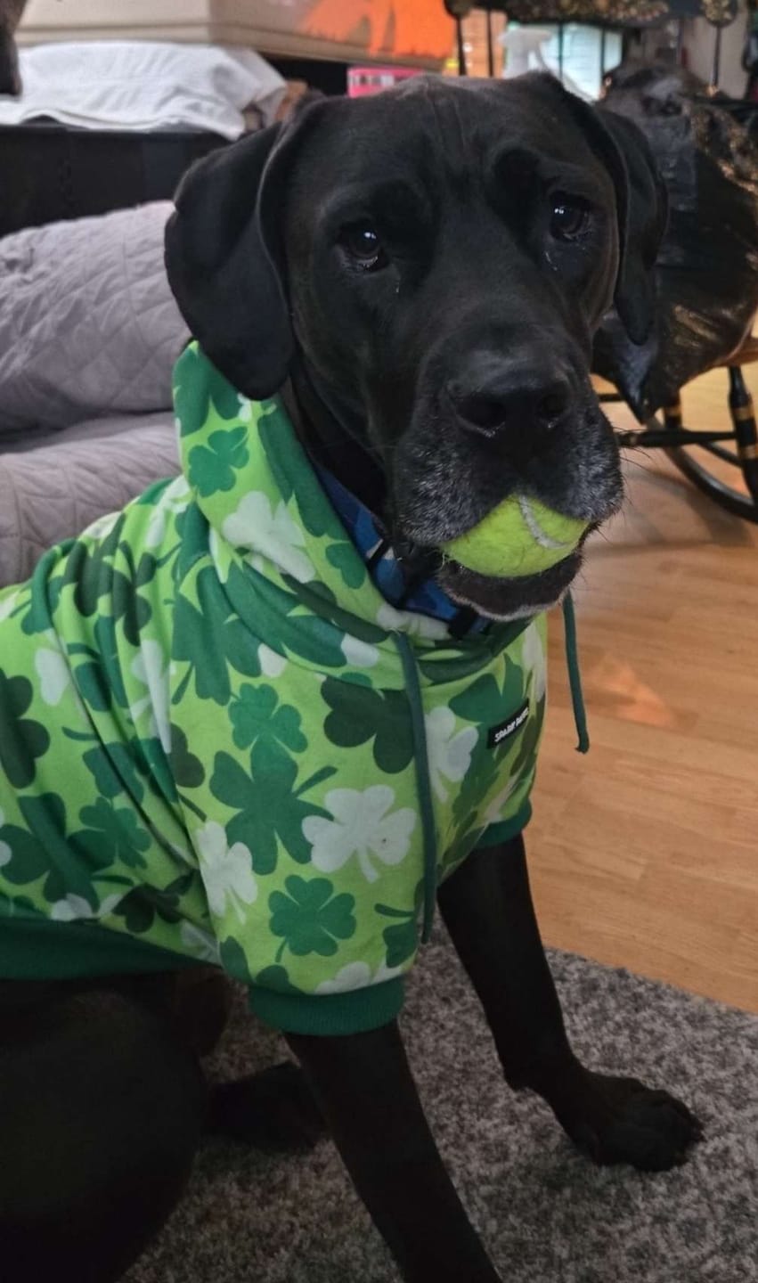 Customer photo review of St. Paddy's Dog Hoodies (Limited Edition)