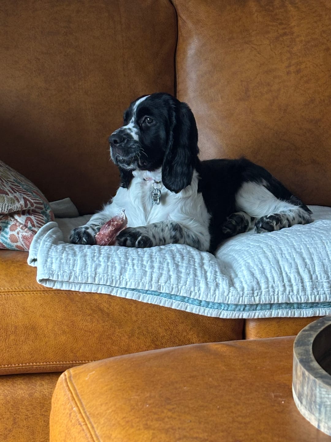 Customer photo review of 12 Inch Trachea Wrapped in Jerky