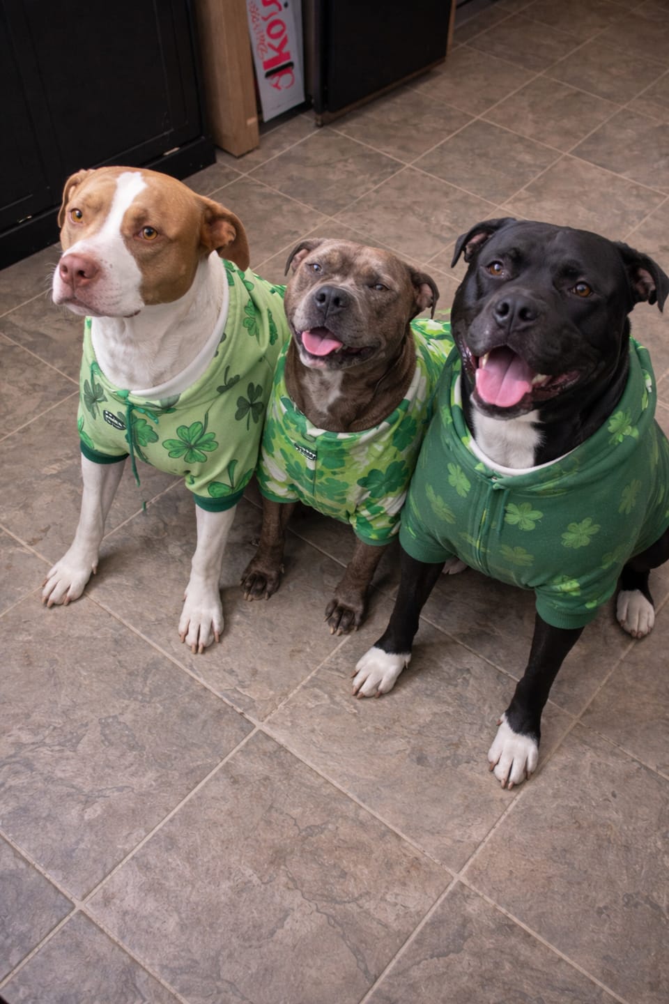 Customer photo review of St. Paddy's Dog Hoodie - Dark Green (Limited Edition)