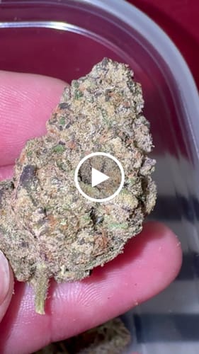 Customer video review of Tiger King THCA Flower