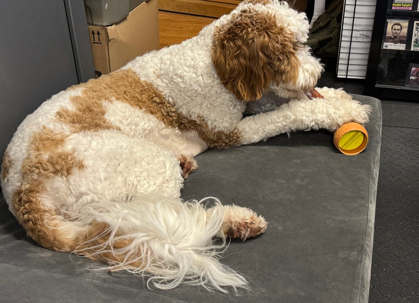 Customer photo review of 6 Inch Monster Bully Stick
