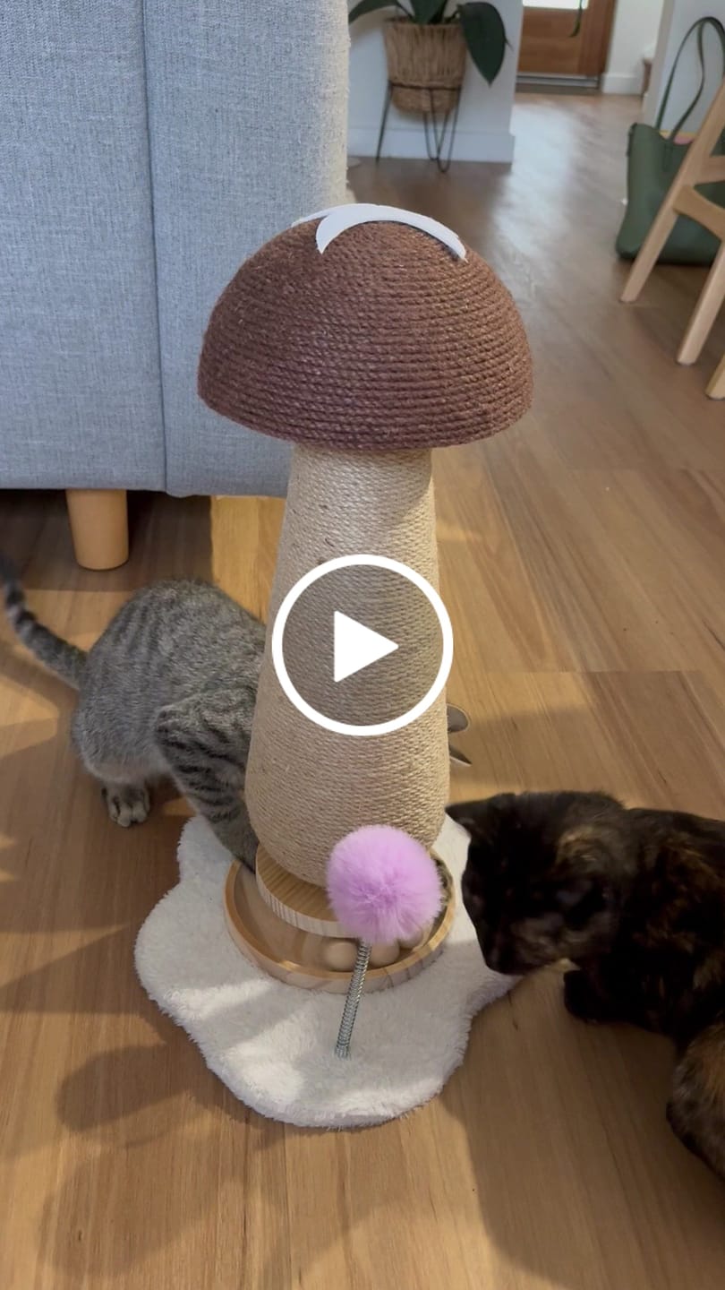 Customer video review of Mushroom Cat Scratch Post with Toy Ball Track