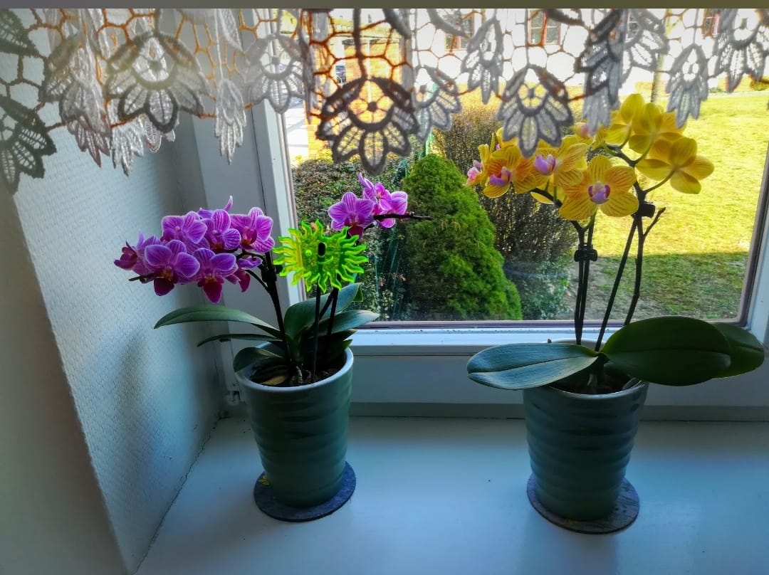 Customer photo review of Table Dance Lima mit gelb-gestreiften Blüten und 2 Rispen