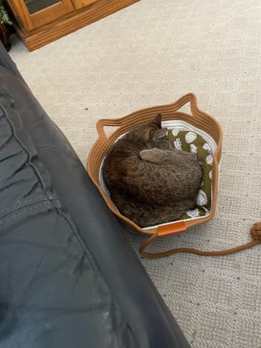 Customer photo review of Instinct Basket | Meet the first research-backed natural territory for indoor cats