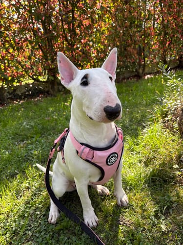 Customer photo review of Comfort Premium Harness | Non Restrictive - Pink