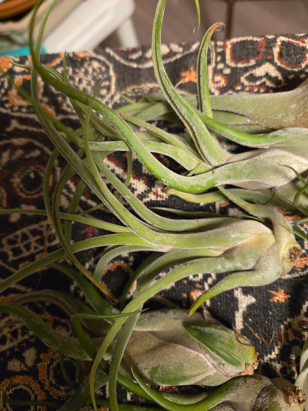 Customer photo review of Caput Medusae  (Beginner Friendly!)
