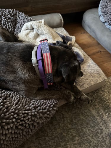 Customer's dark-furred dog resting on a comfy bed while wearing the PawLax Collar.