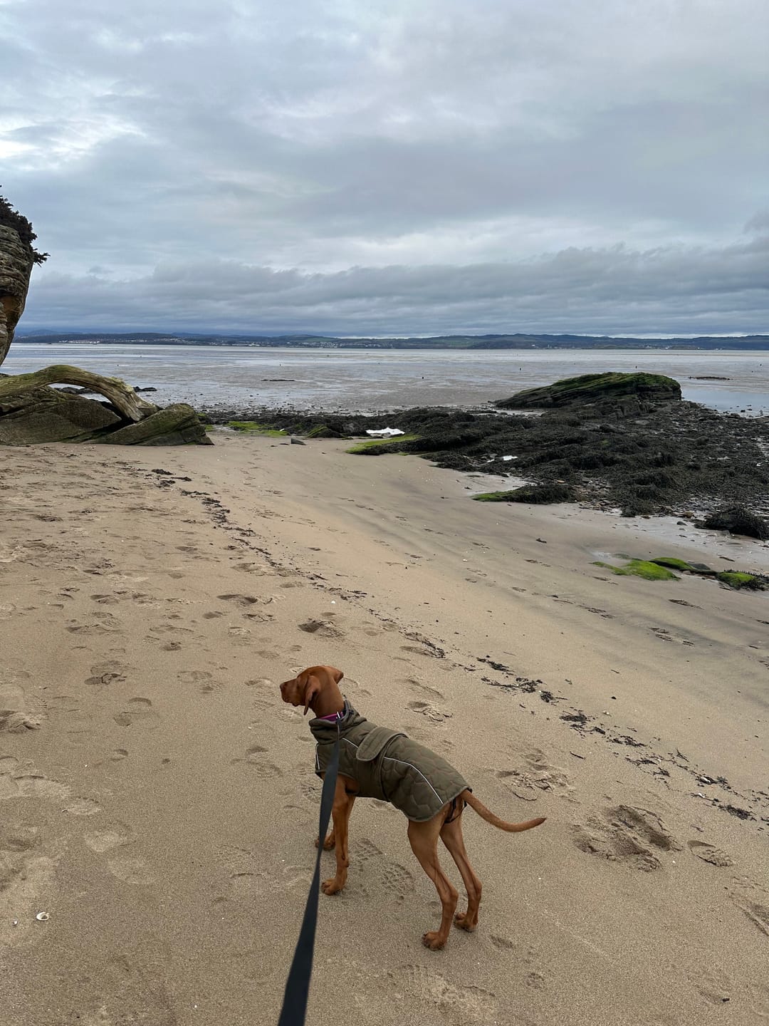 Customer photo review of Honey Comb Dog Coat