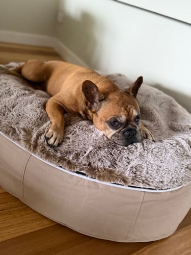 Customer photo review of Medium Luxury Dog Bed - Interior/Outdoor