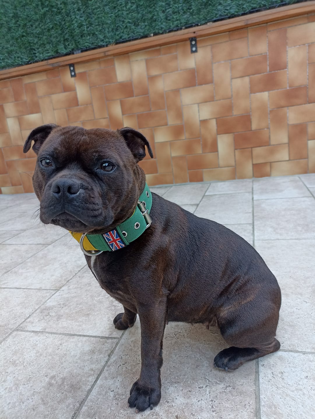Customer photo review of Staffordshire Bull Terrier 1935® Nylon Collar - Green & Yellow