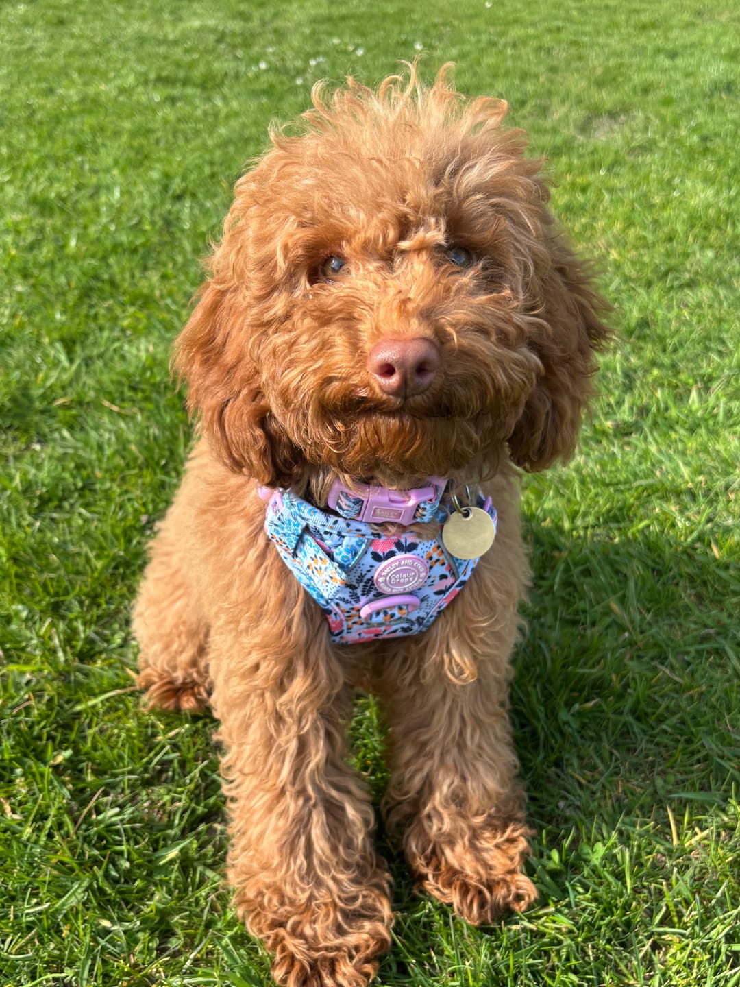 Customer photo review of Trail & Glow Dog Harness Bundle Set - Colour Drops - Spring Dreams