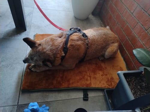 Customer photo review of Transformable Pet Living Mat