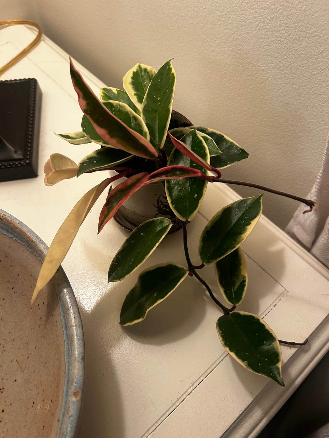 Customer photo review of Kelpy Food for Plants