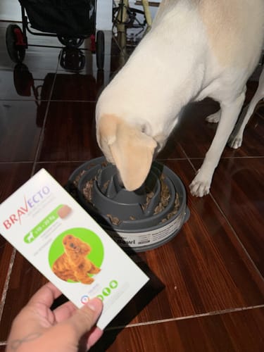 Customer photo review of Bravecto®