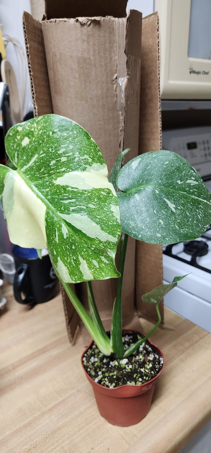 Customer photo review of Monstera deliciosa 'Thai Constellation'