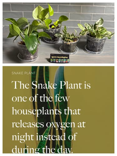 A customer's photo showing the 'Room For Everyone' collector's card among several potted plants, with an included screenshot of a fun plant fact.